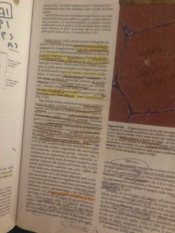 Trattato Anatomia Umana Anastasi - immagine 3